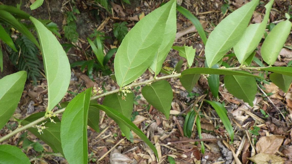 Scolopia rhamniphylla — photo
