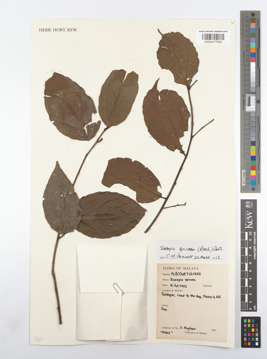 Scolopia spinosa (White rukem tree) — photo