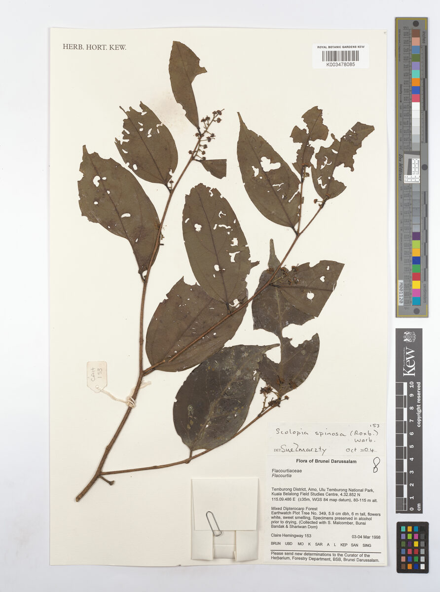 Scolopia spinosa (White rukem tree) — photo