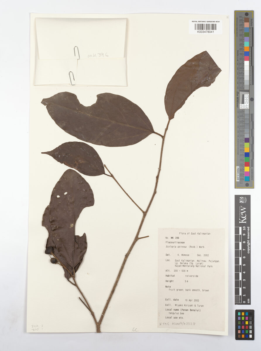 Scolopia spinosa