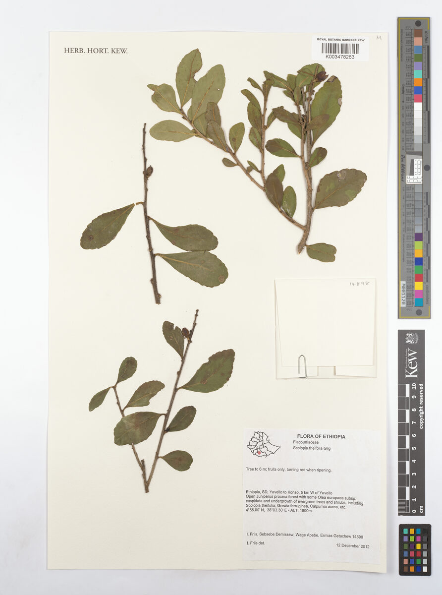 Scolopia theifolia — photo