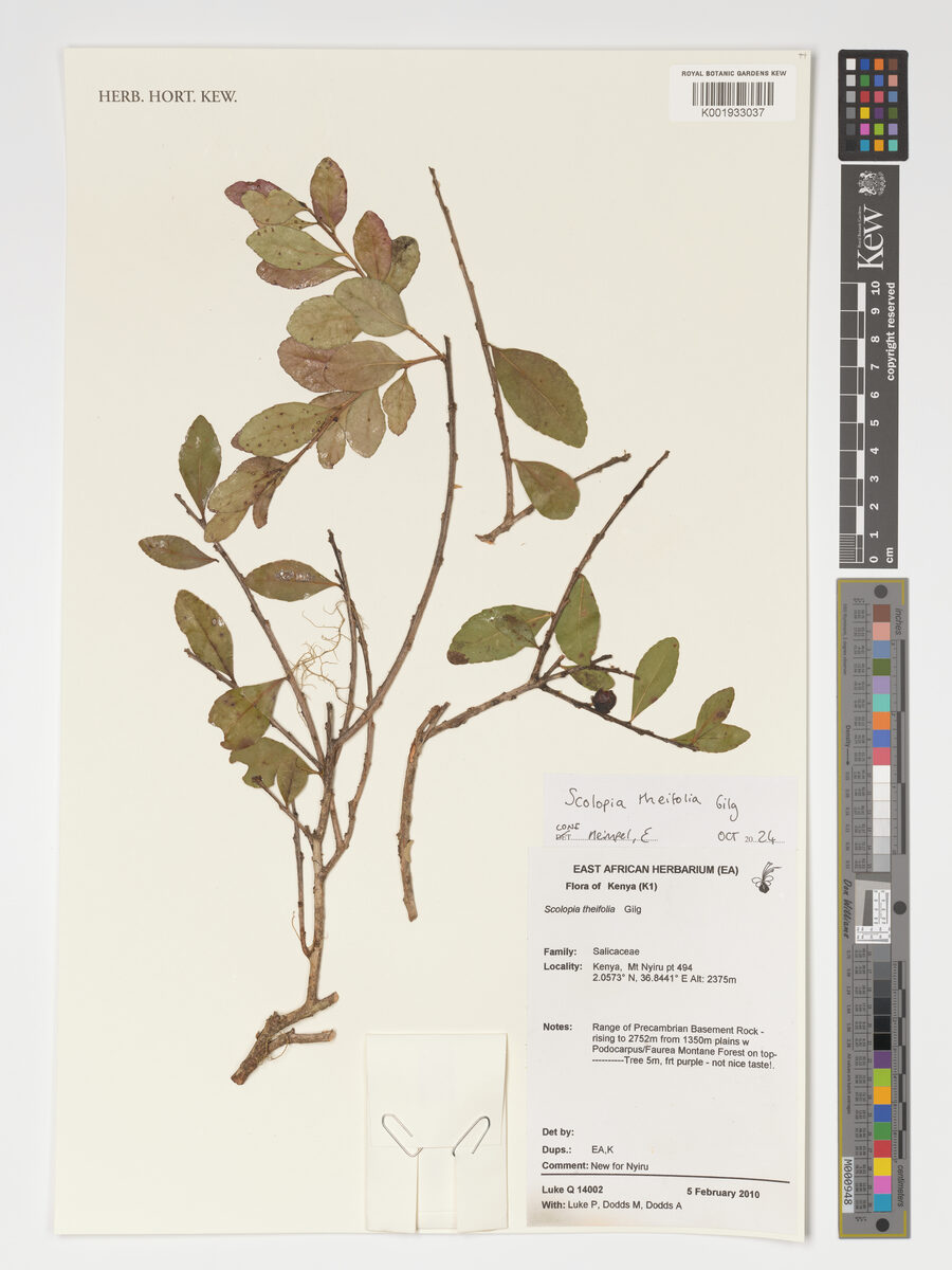 Scolopia theifolia — photo