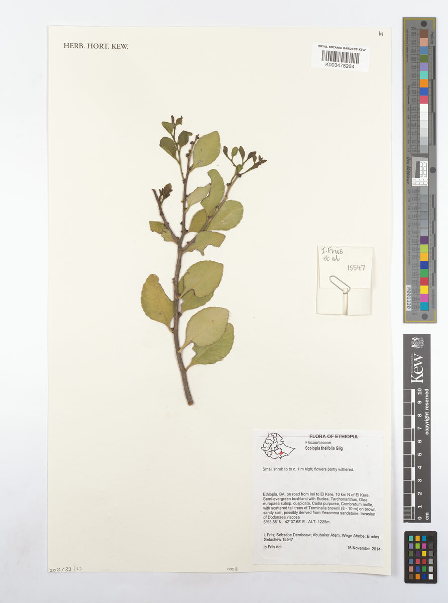 Scolopia theifolia