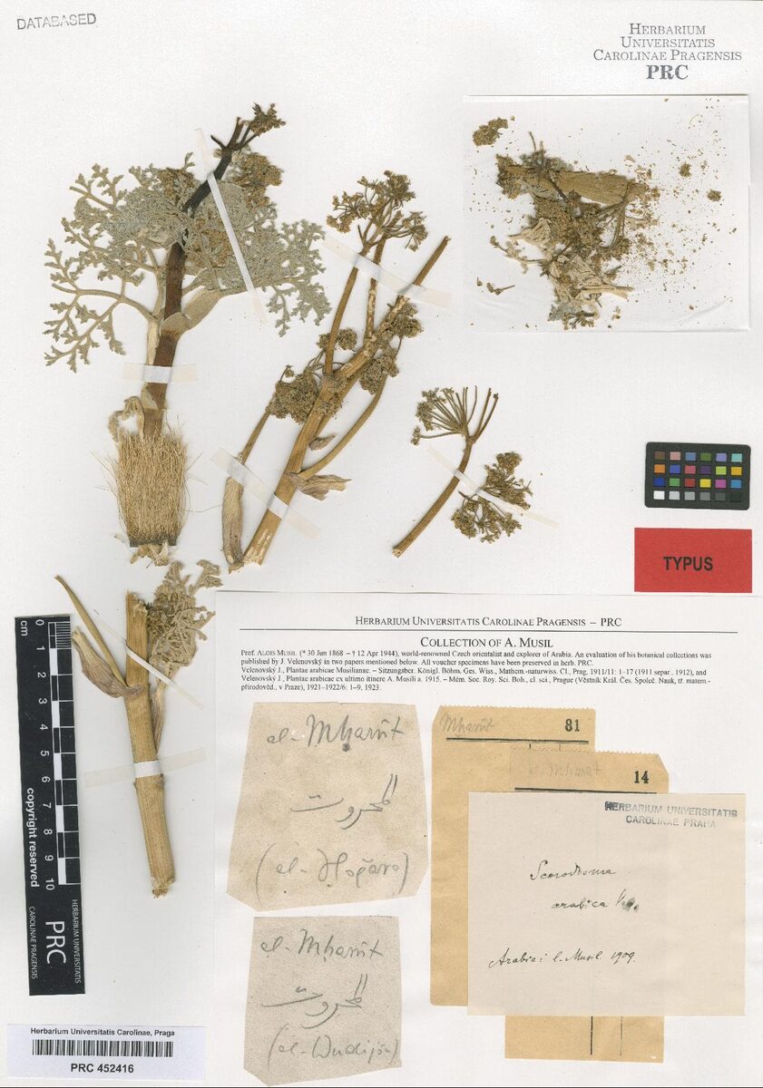 Scorodosma arabica