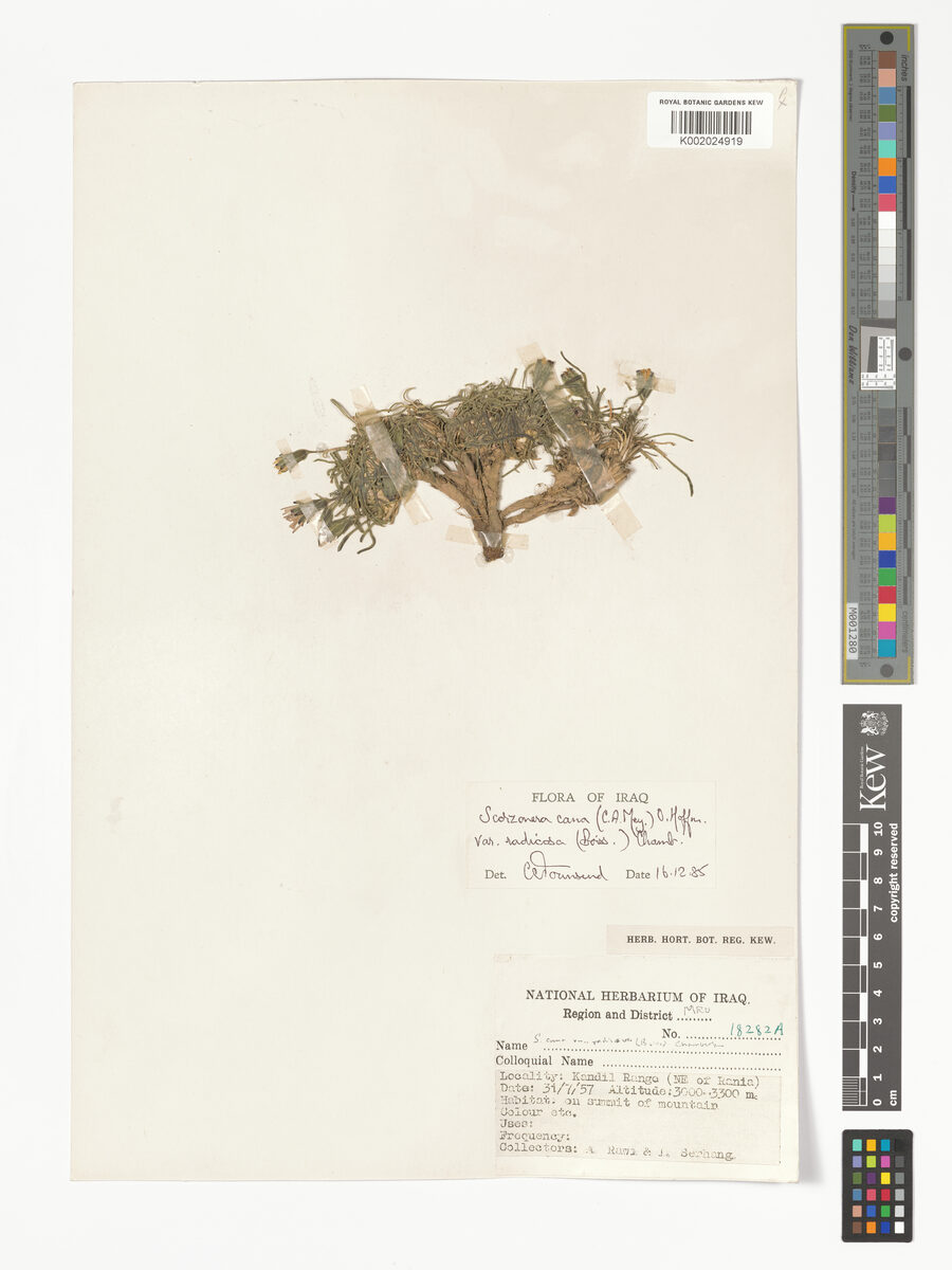 Scorzonera cana var. radicosa (Tekercik) — photo