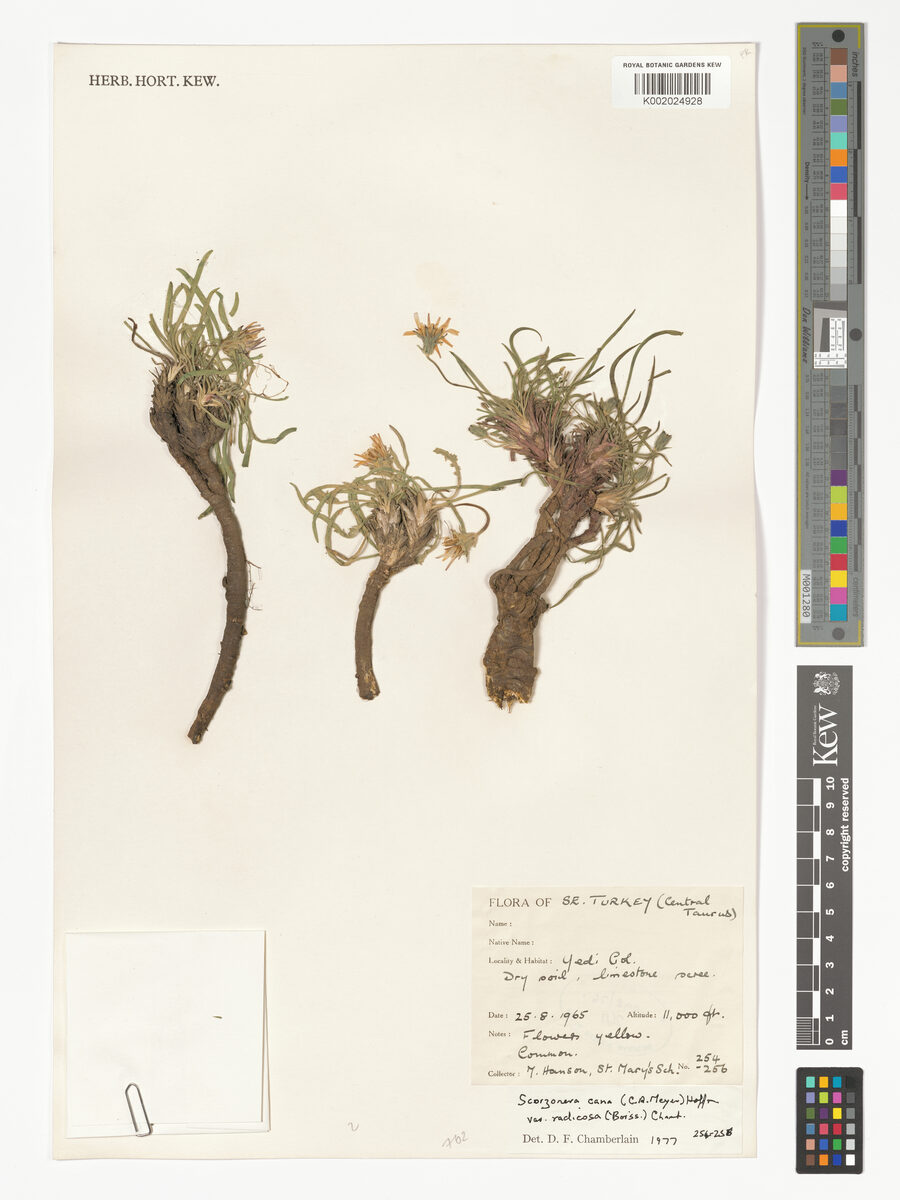 Scorzonera cana var. radicosa