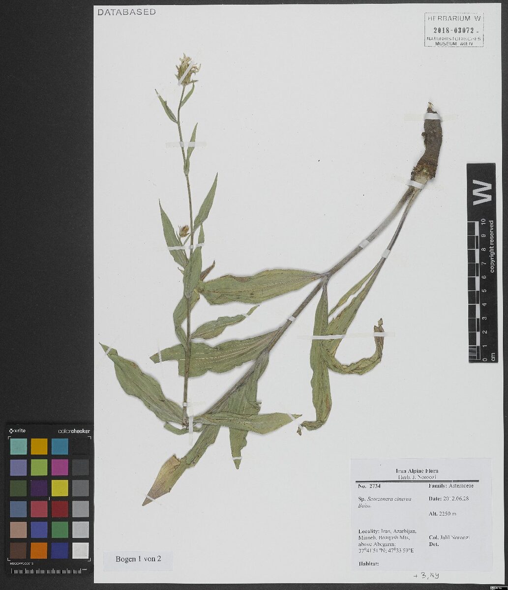 Scorzonera cinerea — photo