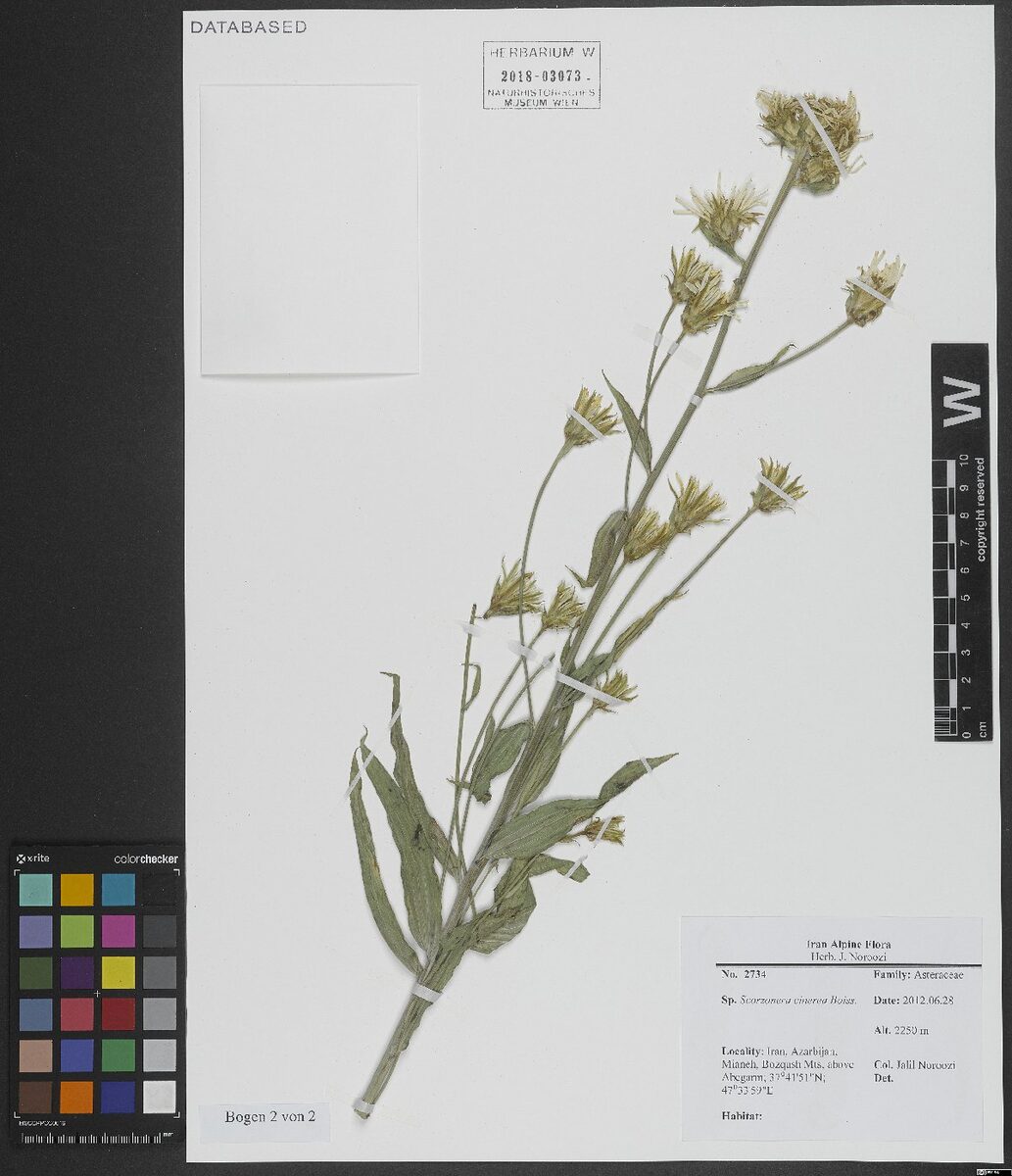 Scorzonera cinerea