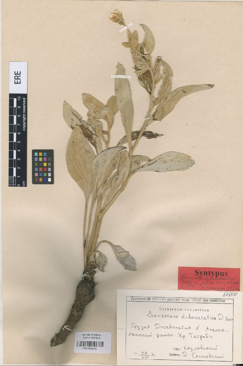 Scorzonera dzhawakhetica