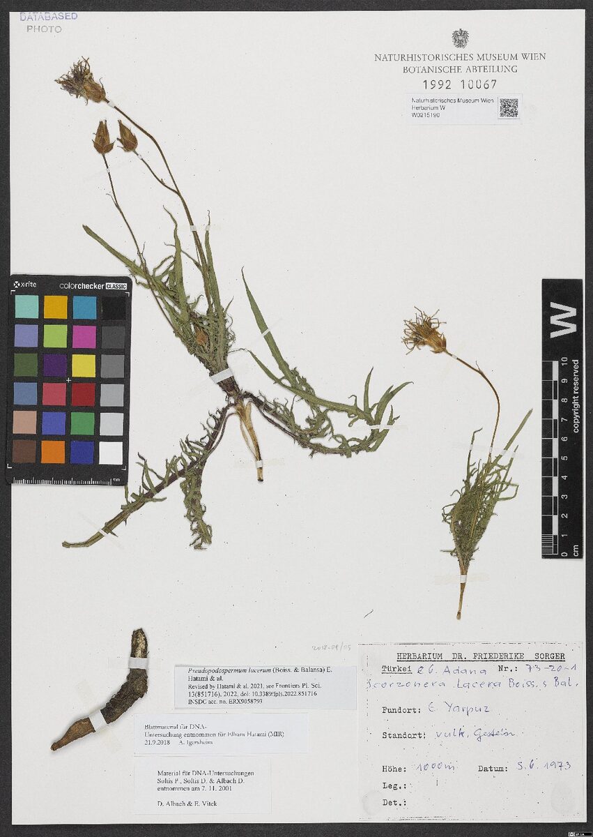 Scorzonera lacera — photo