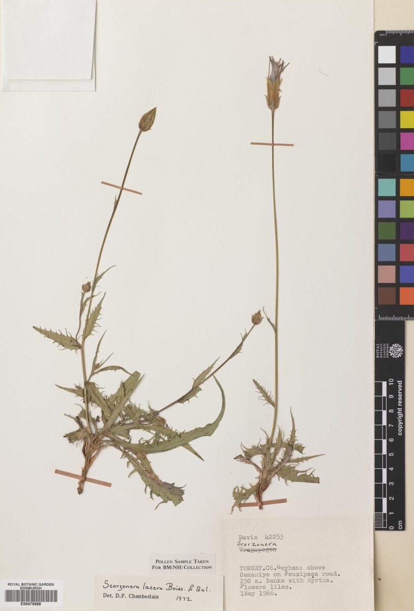 Scorzonera lacera — photo