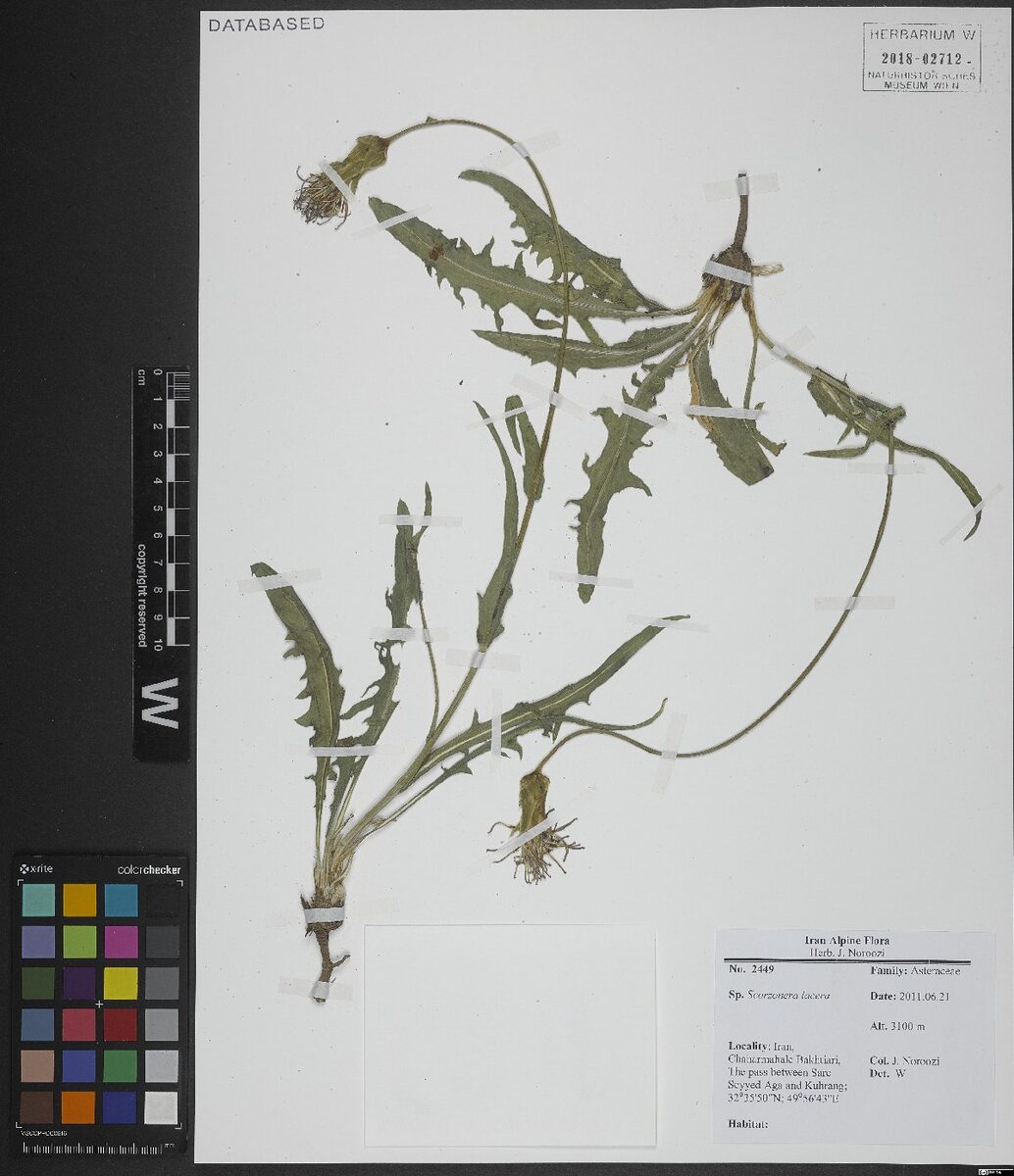 Scorzonera lacera