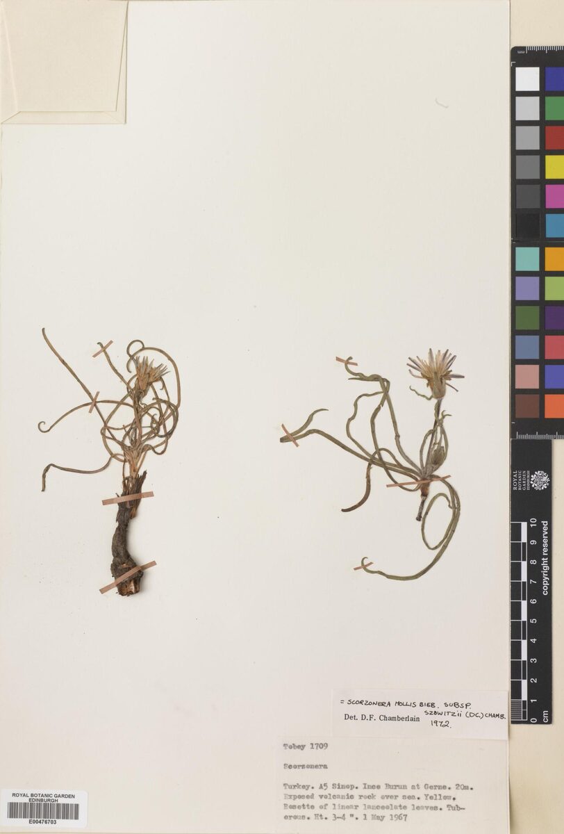 Scorzonera mollis subsp. szowitzii (Bircalik) — photo