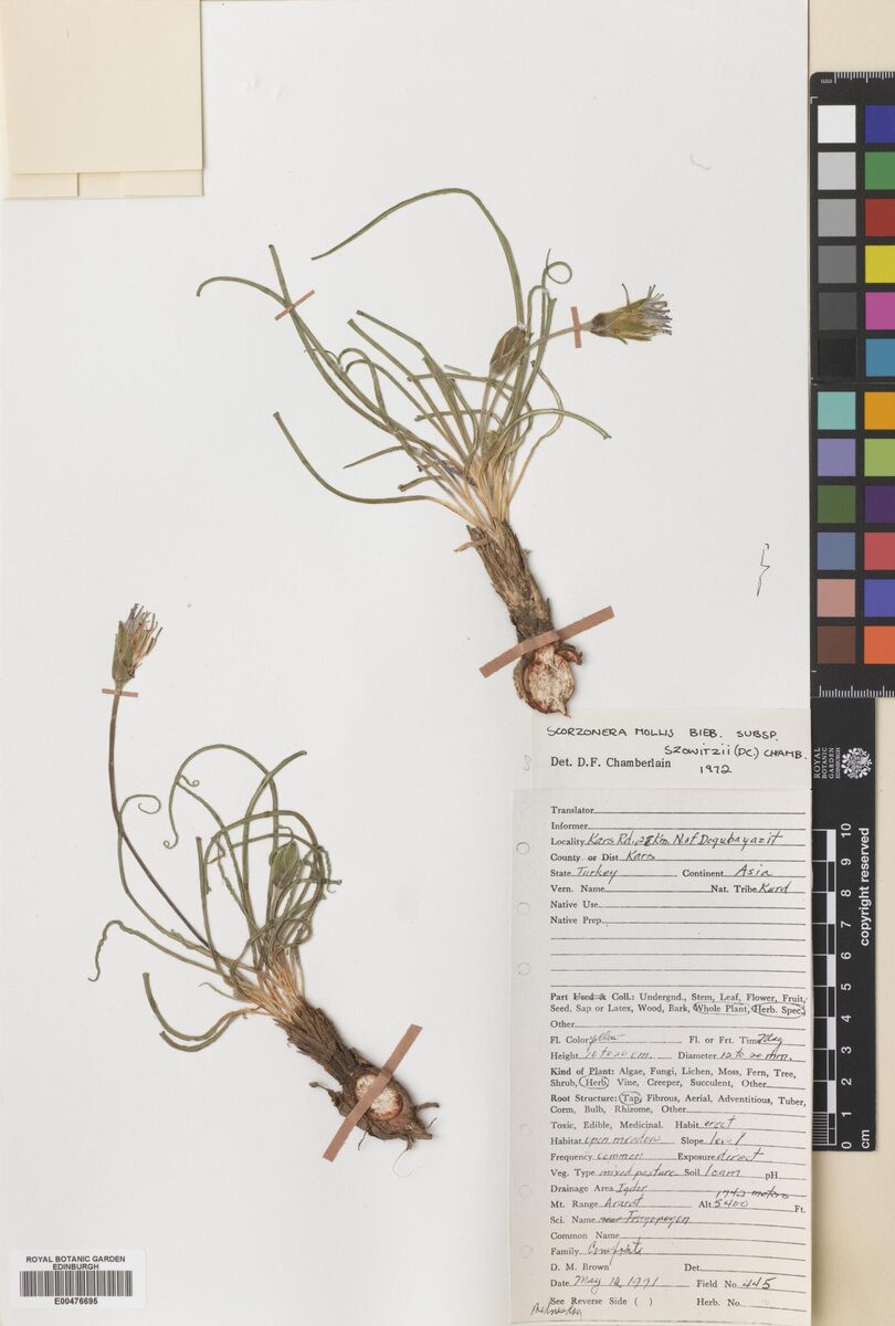 Scorzonera mollis subsp. szowitzii