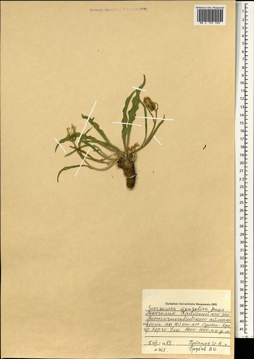 Scorzonera mongolica (Mongolian viper's grass) — photo