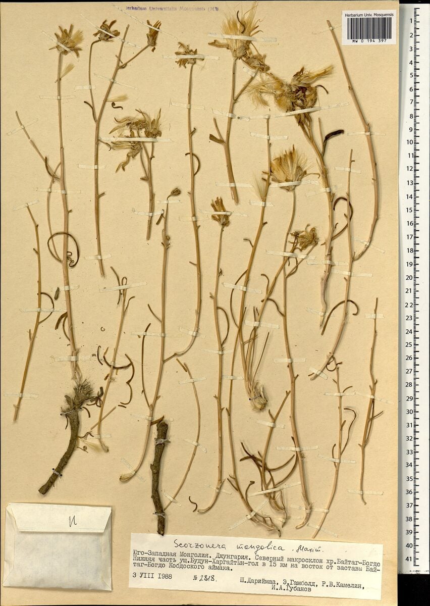 Scorzonera mongolica (Mongolian viper's grass) — photo