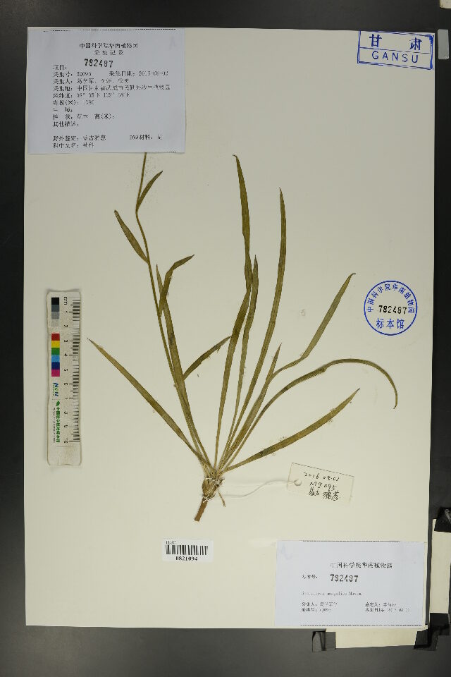 Scorzonera mongolica