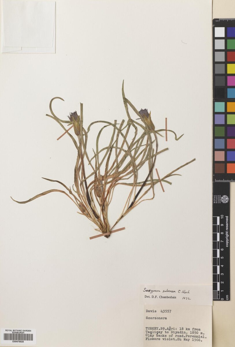 Scorzonera suberosa — photo
