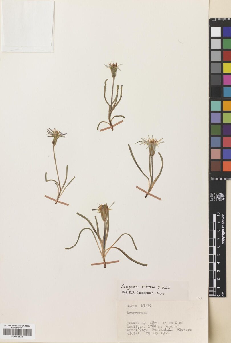 Scorzonera suberosa — photo