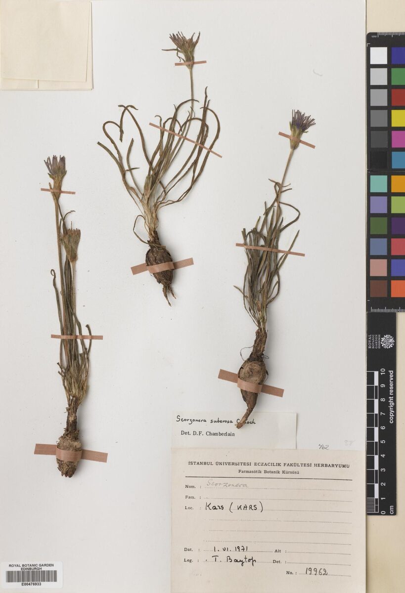 Scorzonera suberosa