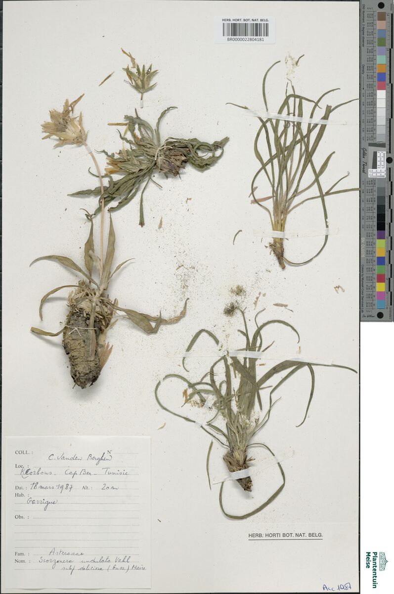 Scorzonera undulata deliciosa - (Guss.)Maire. — photo