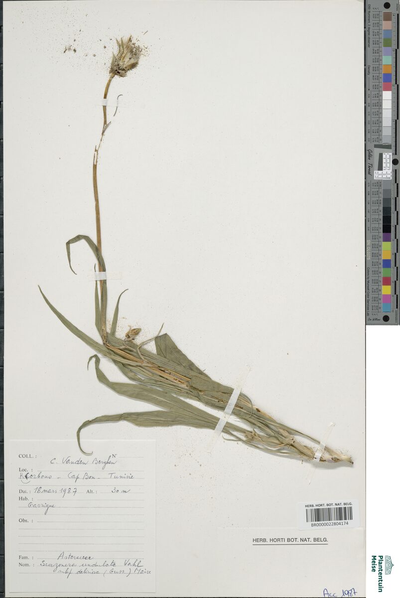 Scorzonera undulata deliciosa - (Guss.)Maire. — photo
