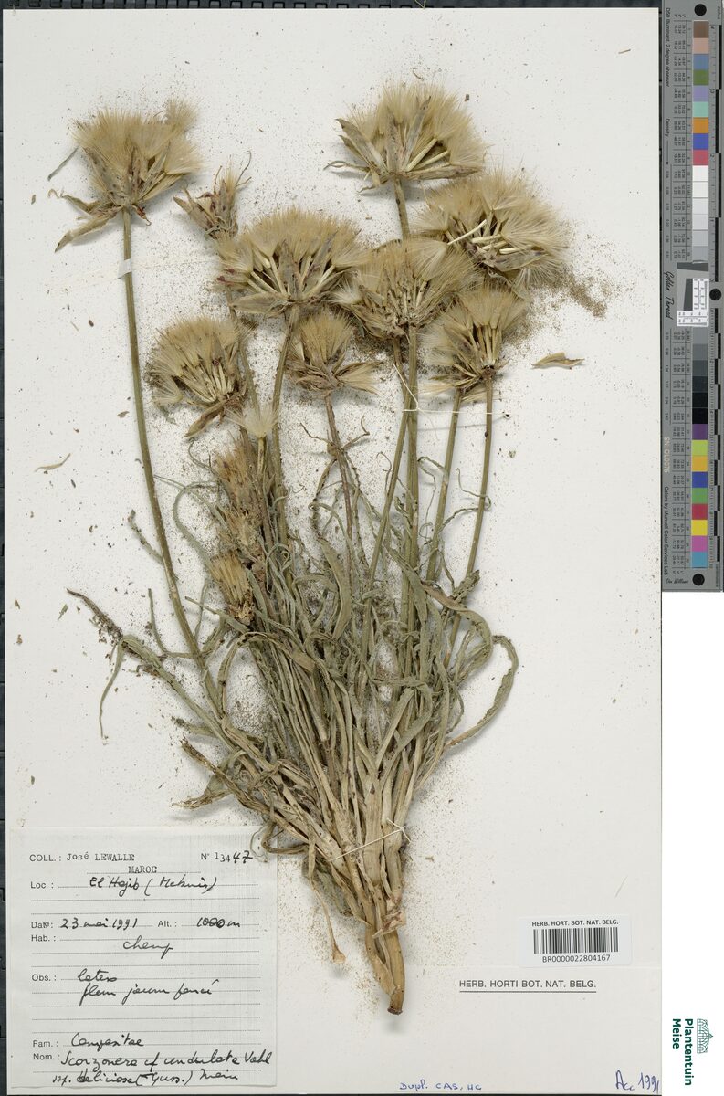 Scorzonera undulata subsp. deliciosa
