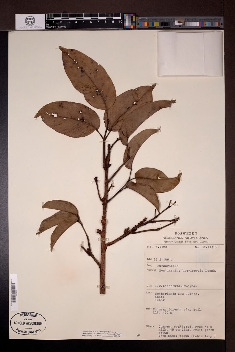Scutinanthe brevisepala — photo
