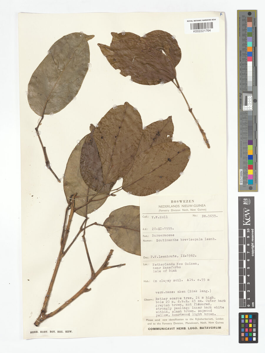 Scutinanthe brevisepala — photo