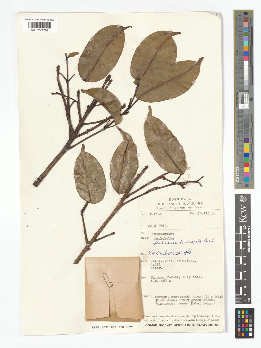 Scutinanthe brevisepala
