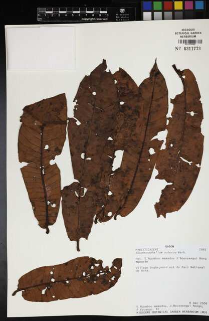 Scyphocephalium ochocoa — photo
