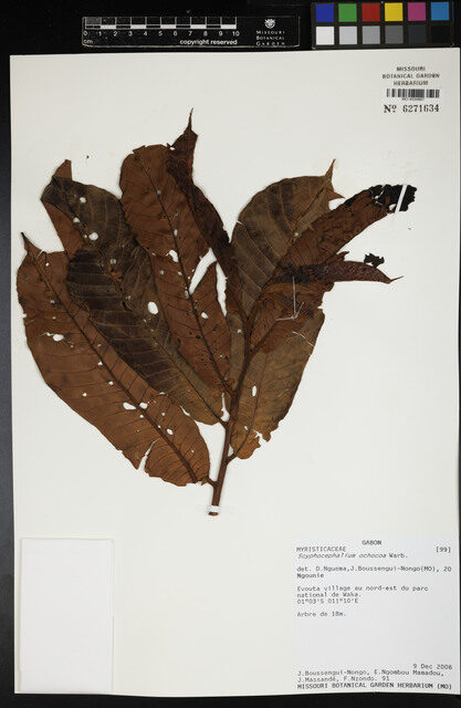 Scyphocephalium ochocoa — photo