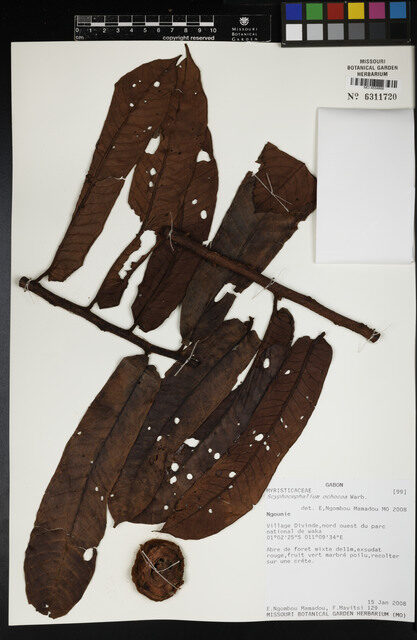 Scyphocephalium ochocoa