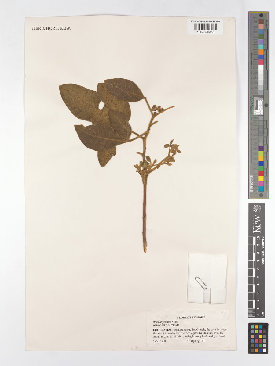 Searsia glutinosa subsp. abyssinica (Qumu) — photo