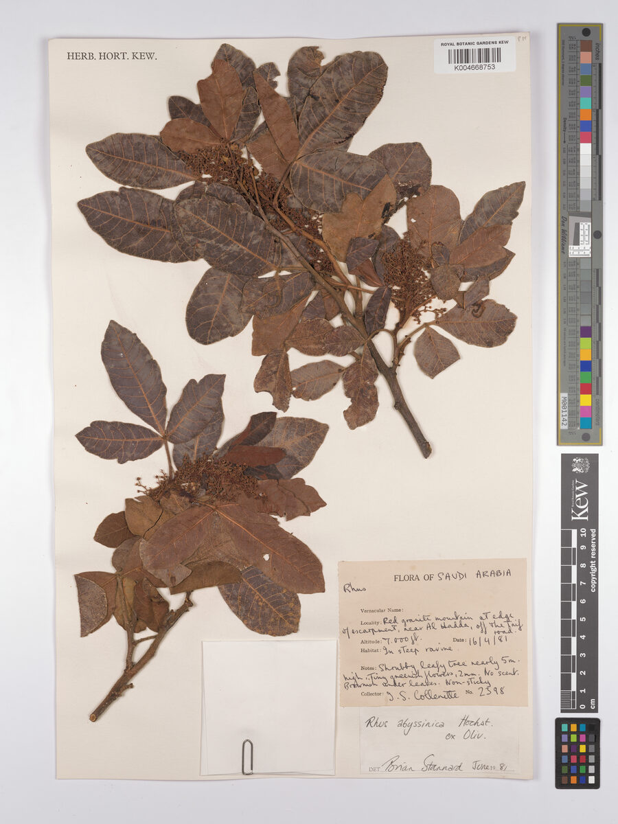 Searsia glutinosa subsp. abyssinica (Qumu) — photo
