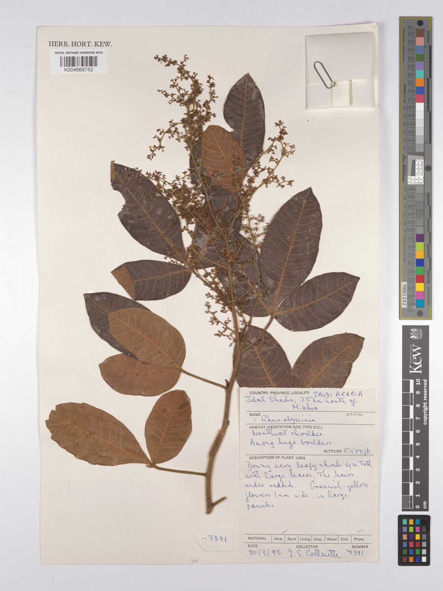 Searsia glutinosa subsp. abyssinica