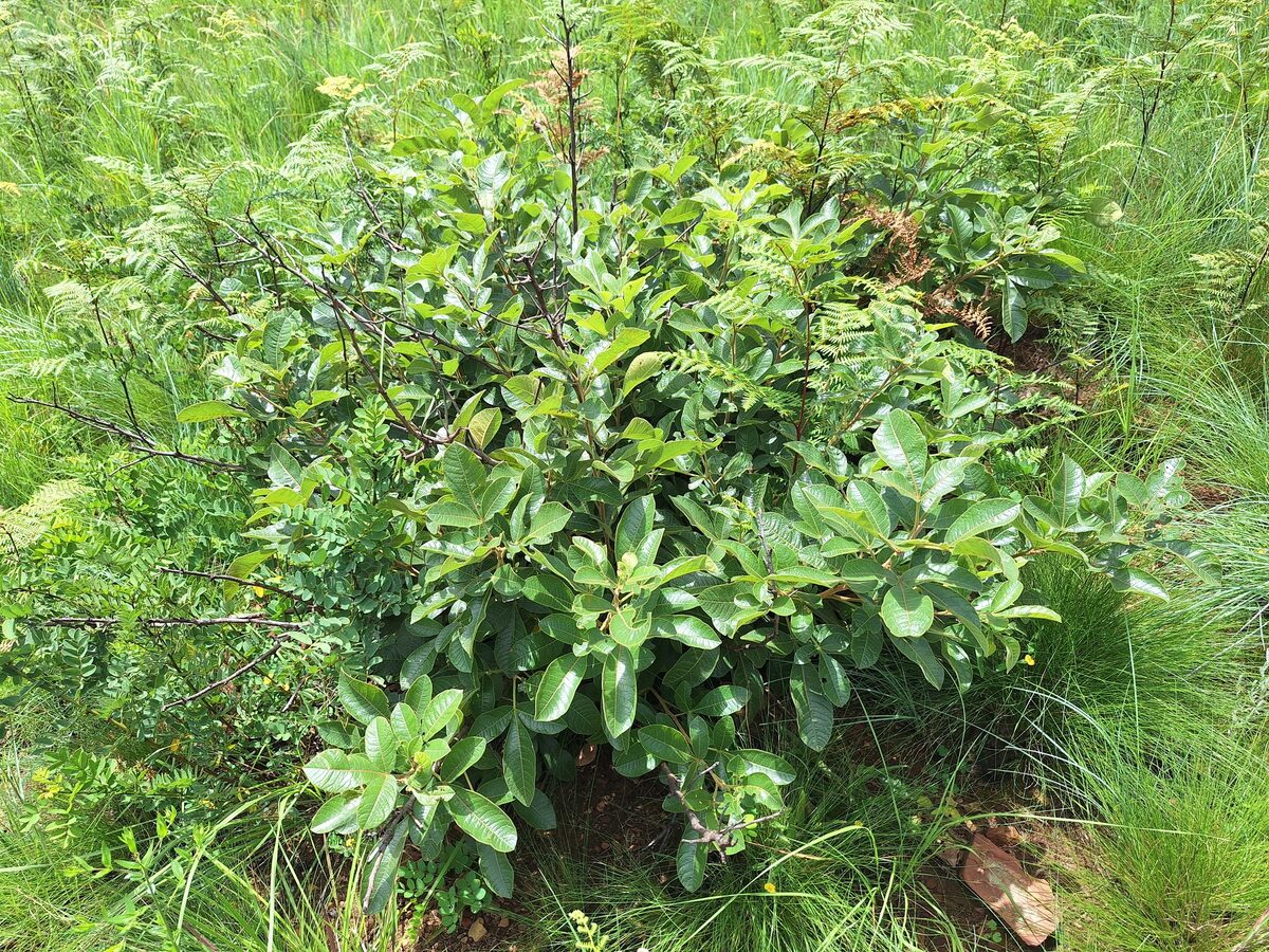 Searsia tumulicola var. meeuseana (Velvet dwarf currant) — photo