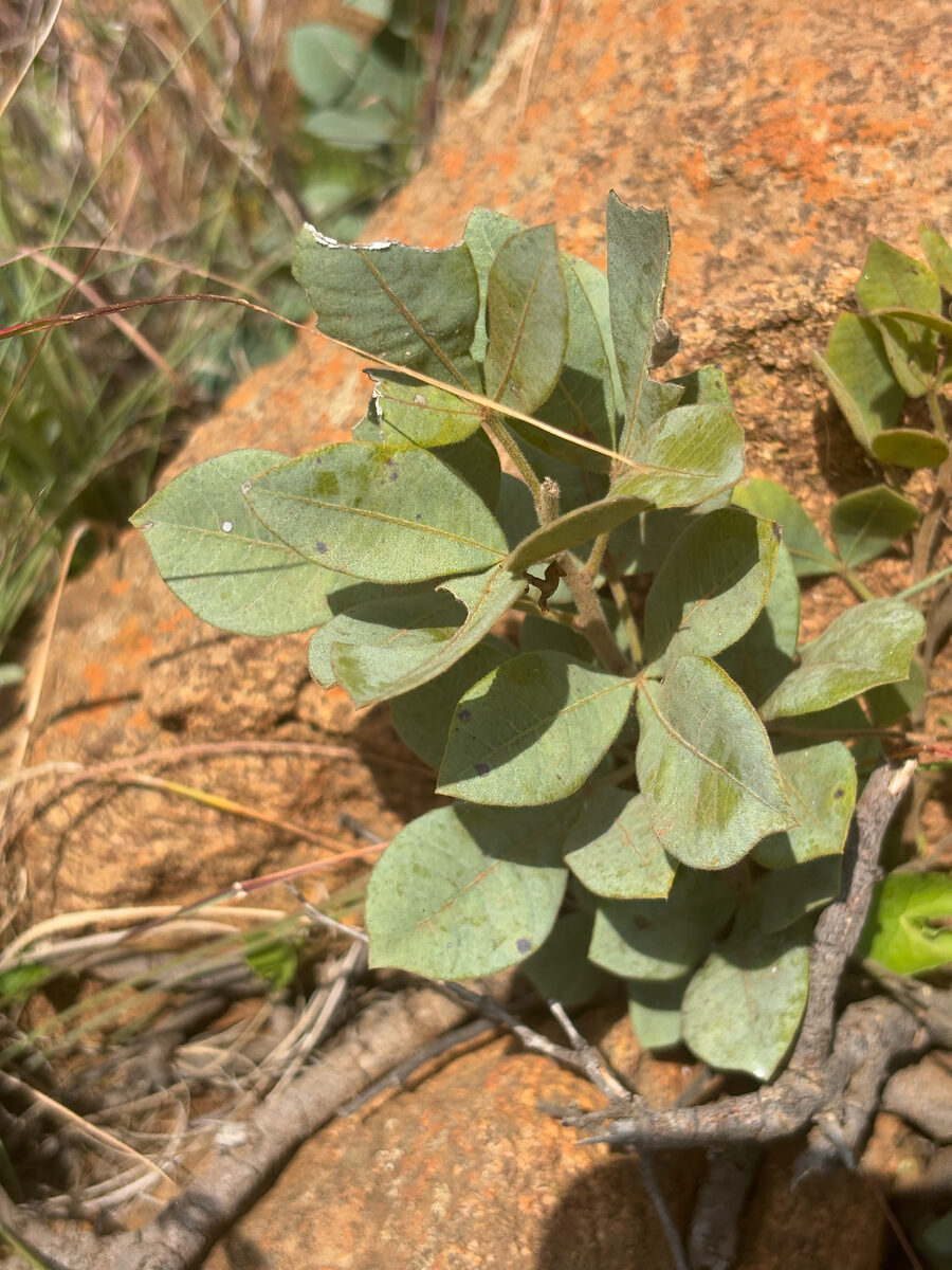 Searsia tumulicola var. meeuseana (Velvet dwarf currant) — photo