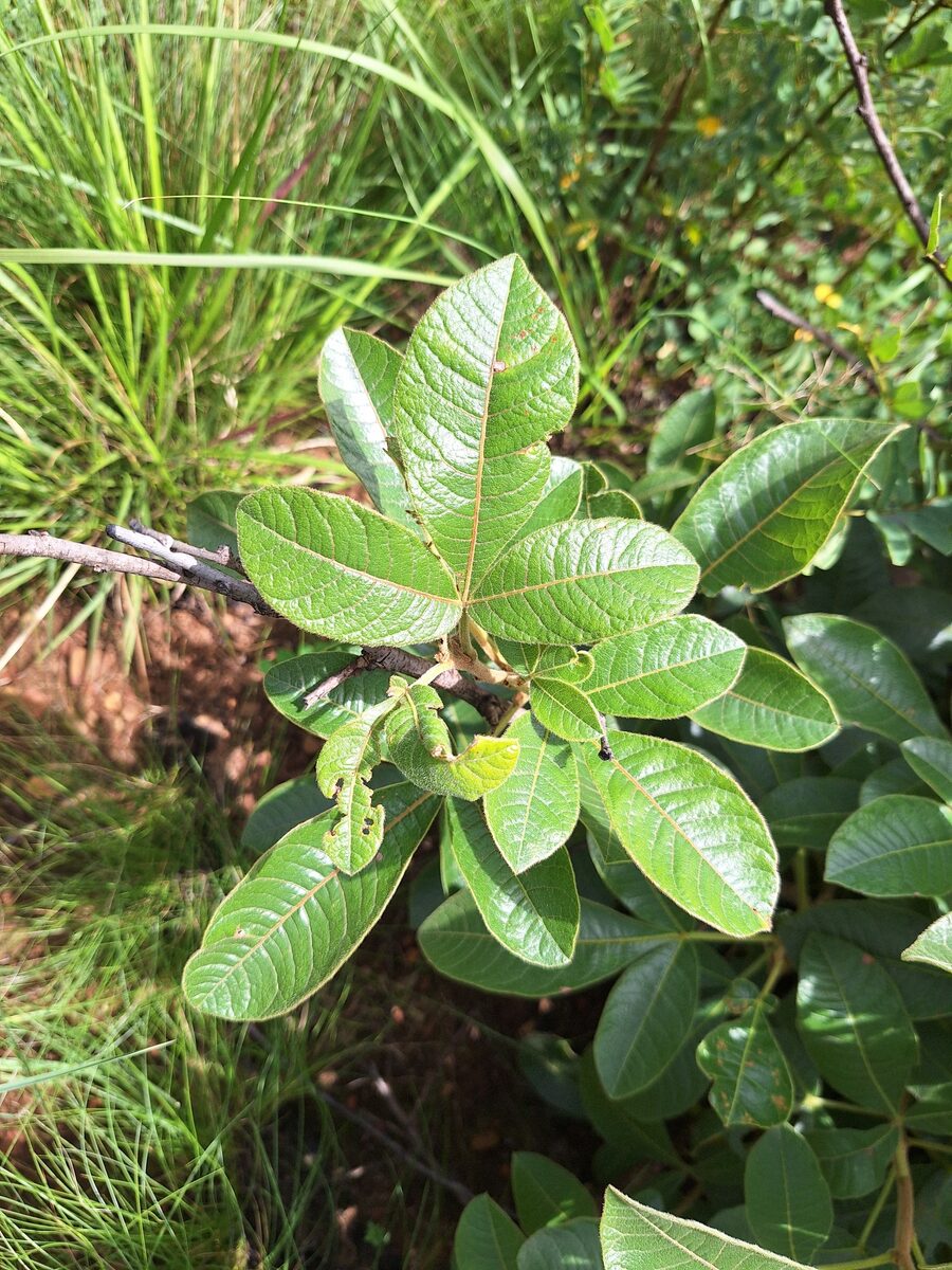 Searsia tumulicola var. meeuseana