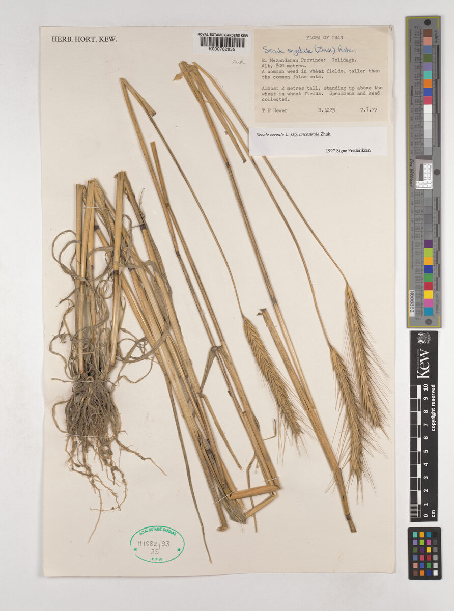 Secale cereale ancestrale (Rye) — photo