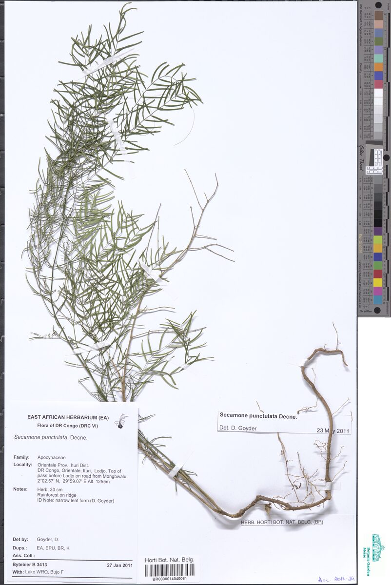 Secamone punctulata — photo