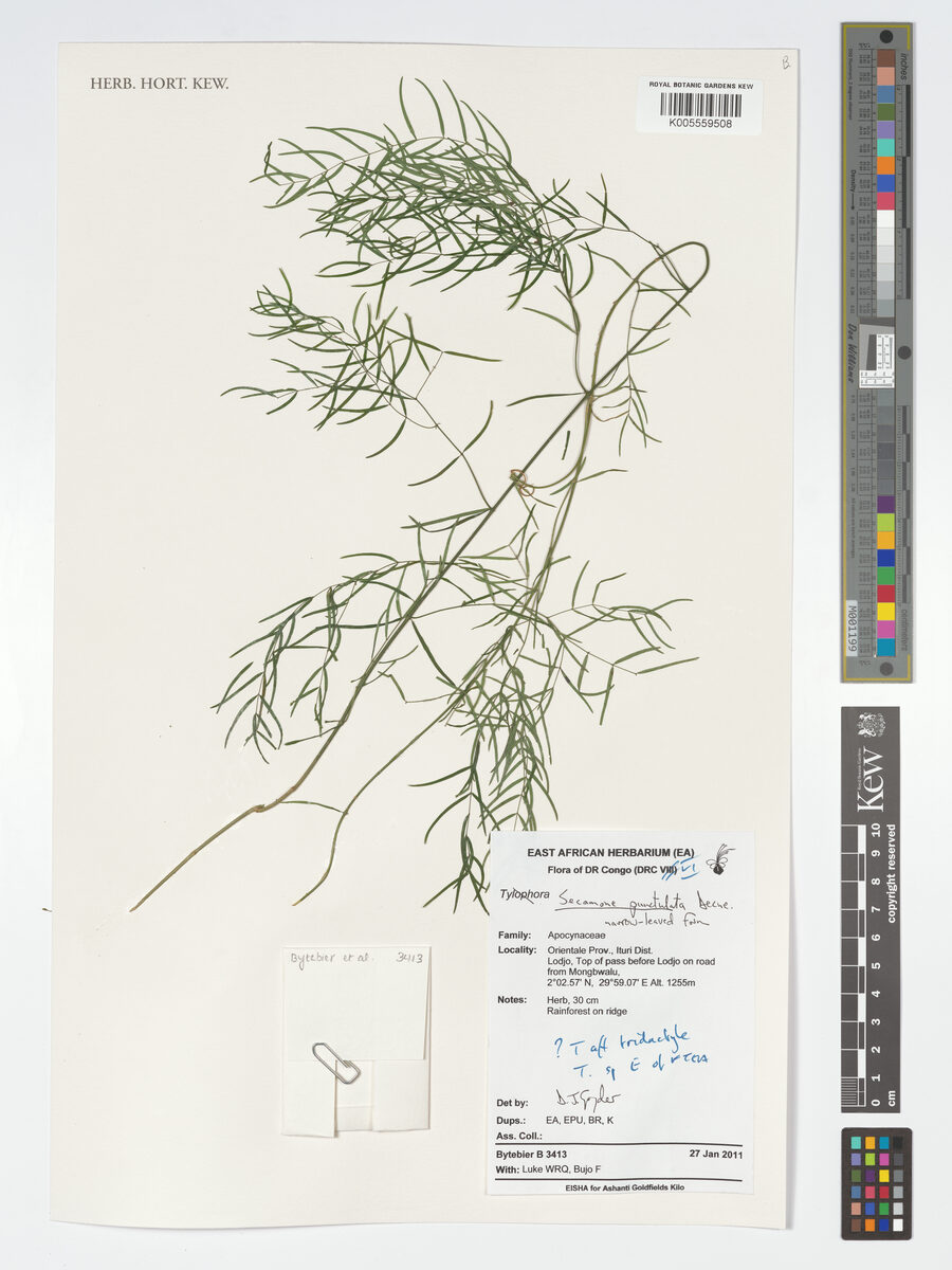 Secamone punctulata — photo