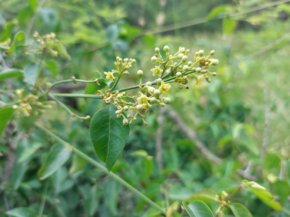 Secamone spp. — photo
