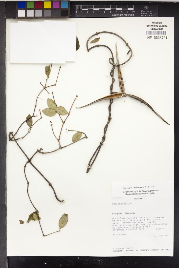 Secamone stuhlmannii — photo