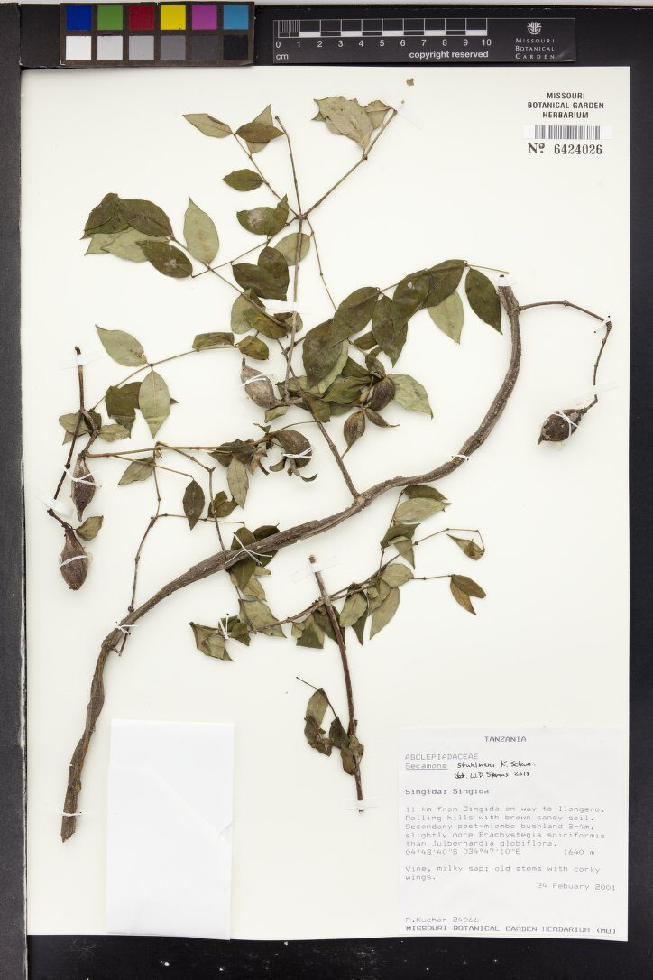 Secamone stuhlmannii — photo