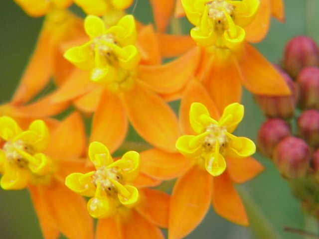 Secamonopsis madagascariensis