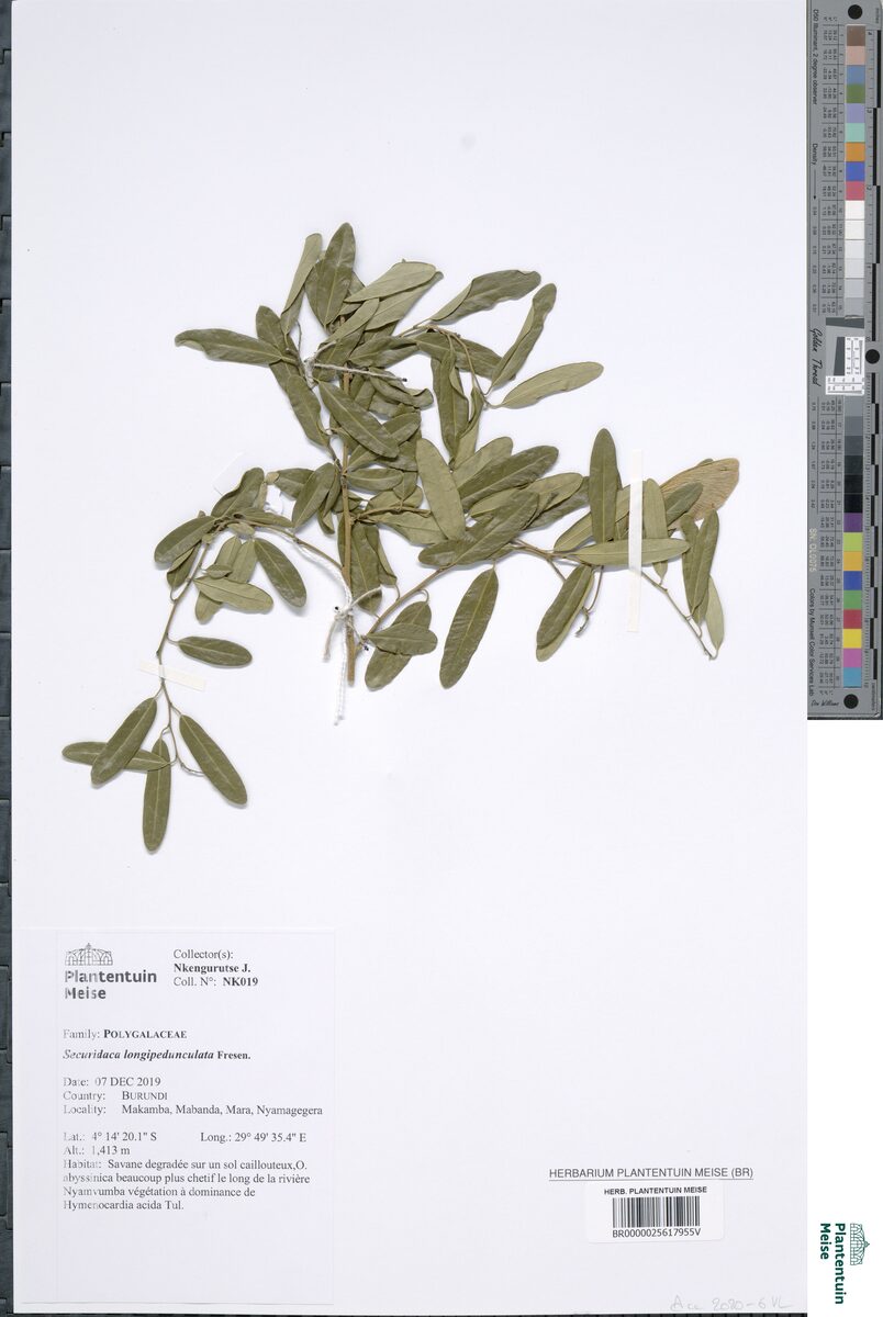 Securidaca longipedunculata (Tree-violet) — photo