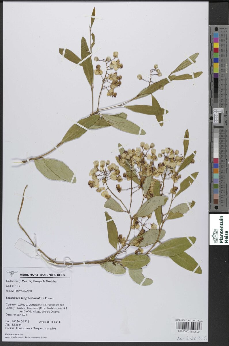 Securidaca longipedunculata
