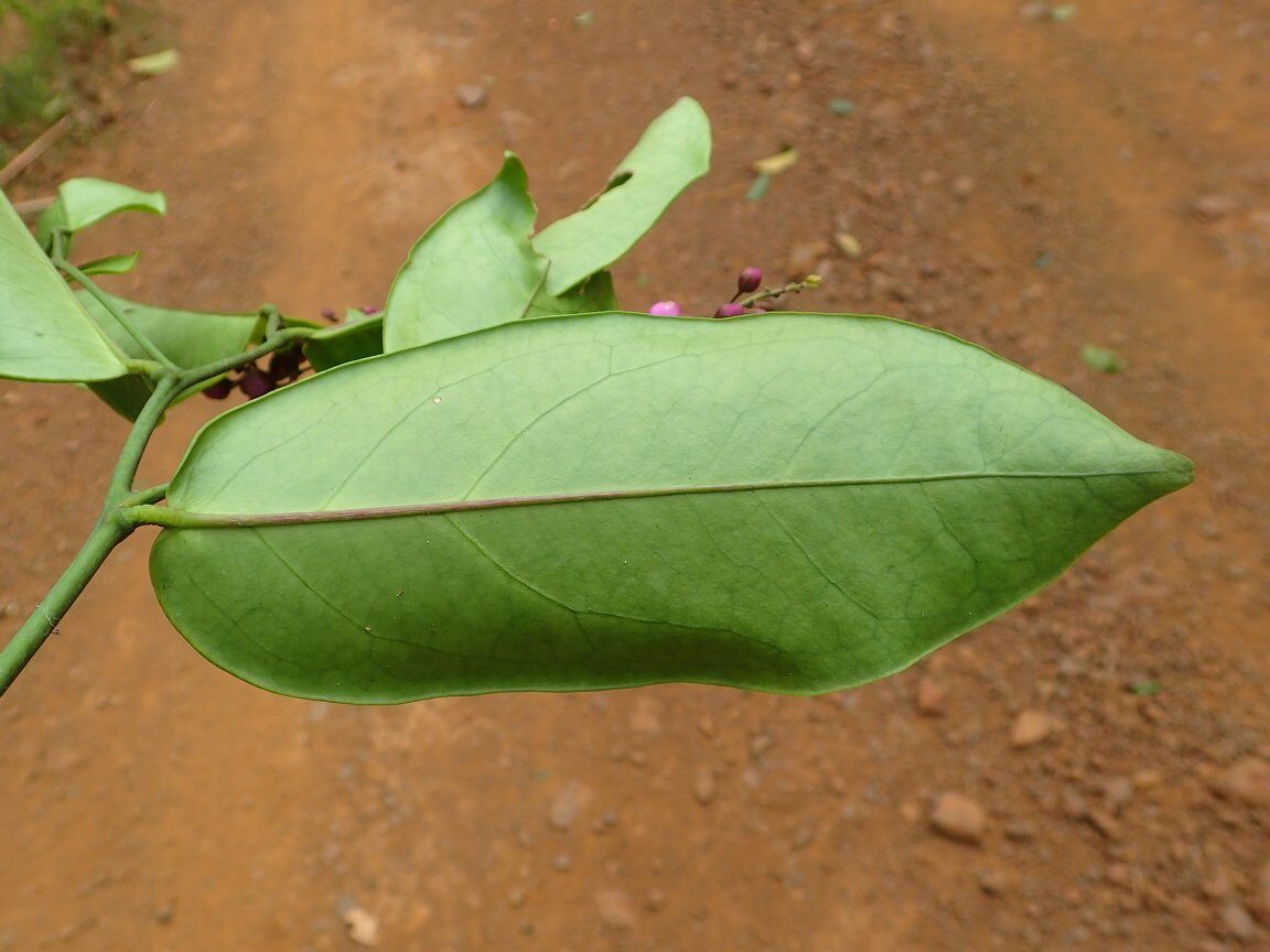 Securidaca welwitschii — photo