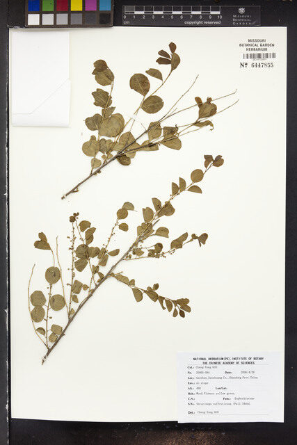 Securinega suffruticosa - (Pall.)Rehder. — photo